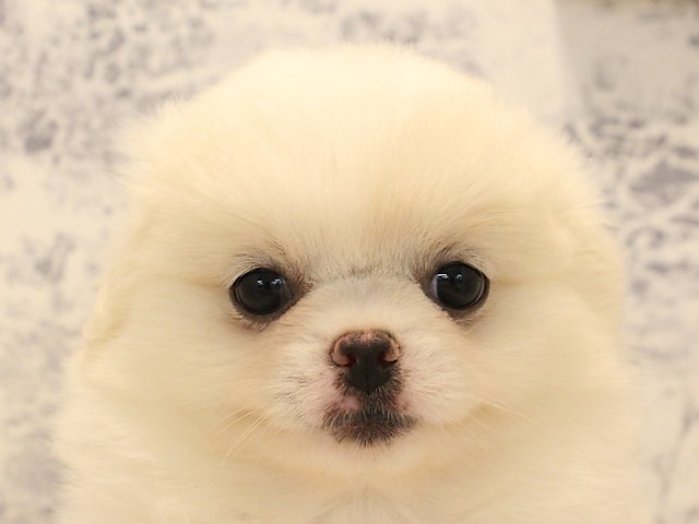 神奈川県のハーフ犬 (ペッツワン三浦店/2024年3月11日生まれ/女の子/クリームホワイト)の子犬